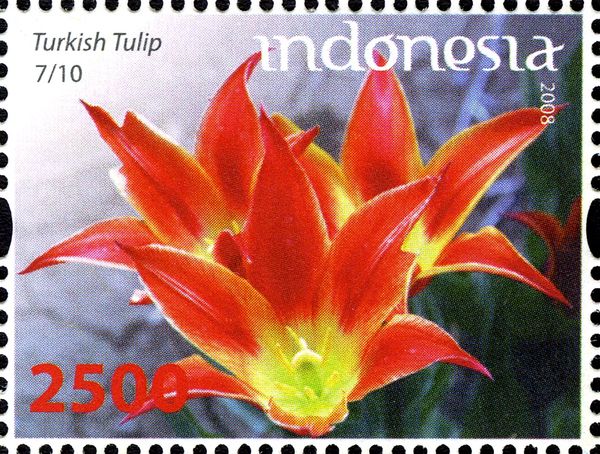 Turkish Tulip