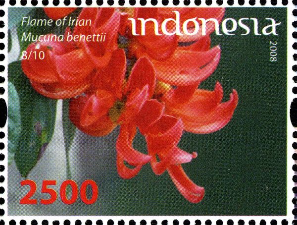 Flame of Irian (Mucuna benettii)