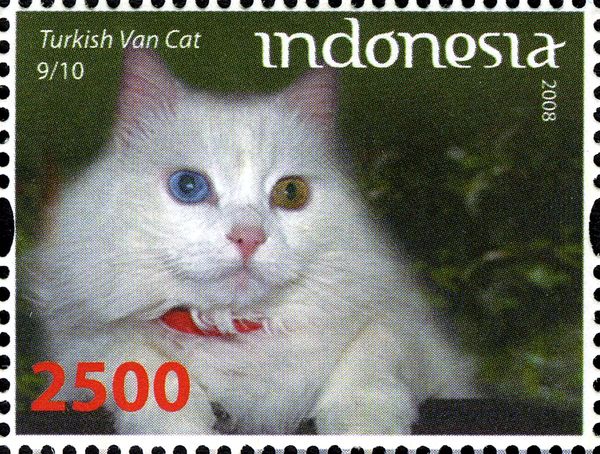 Turkish Van (Felis silvestris catus)