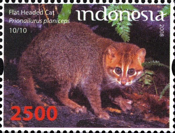 Flat-headed Cat (Prionailurus planiceps)
