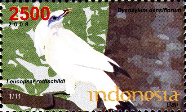 Dysoxylum densiflorum, Bali Myna (Leucopsar rothschildi)