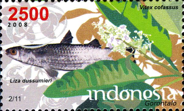 Fish (Liza dussumieri), New Guinea Teak (Vitex cofassus)