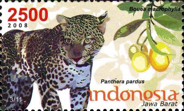 Leopard (Panthera pardus), Gandaria (Bouea macrophylla)