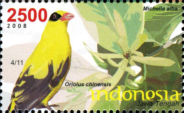 Oriolus chinensis and Michella alba