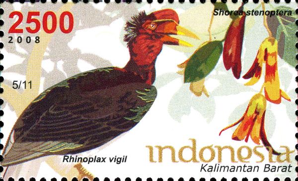 Rhinoplax vigil and Shorea stenoptera