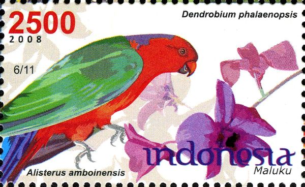 Alisterus amboinensis and Dendrobium phalaenopsis