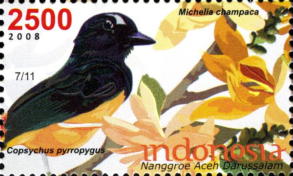 Copsychus pyrropygus and Michelia champaca