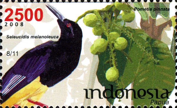 Seleucidis melanoleuca and Pometia pinnata