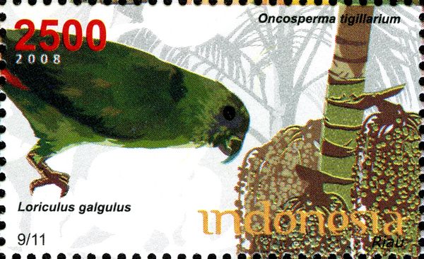 Loriculus galgulus and Oncosperma tigillarium