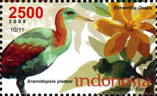 Snoring Rail (Aramidopsis plateni), Elmerrillia ovalis