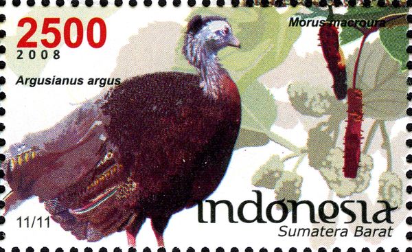 Argusianus argus and Morus macroura