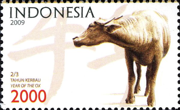 Water Buffalo (Bubalus bubalis)