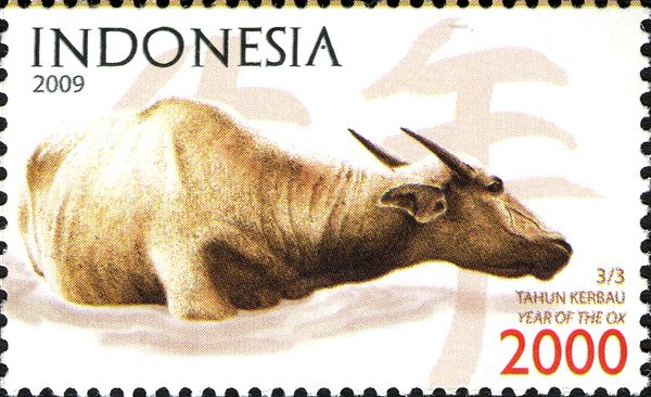 Water Buffalo (Bubalus bubalis)