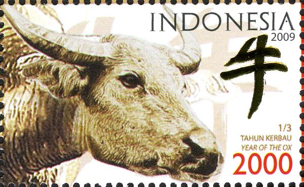 Water Buffalo (Bubalus bubalis)