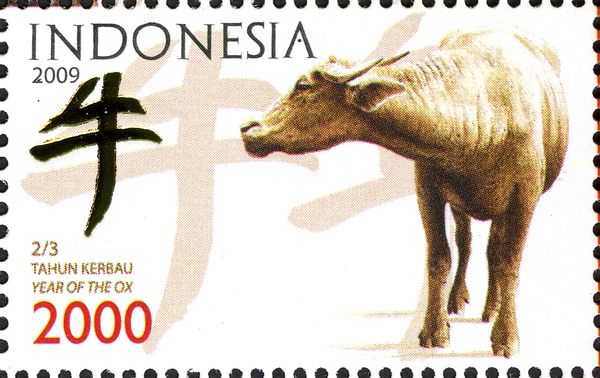 Water Buffalo (Bubalus bubalis)