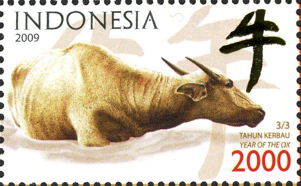 Water Buffalo (Bubalus bubalis)