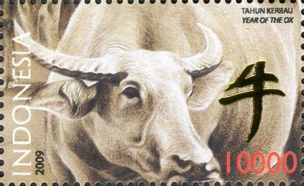 Water Buffalo (Bubalus bubalis)