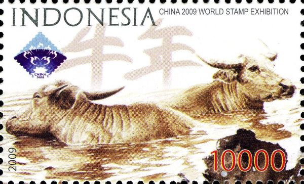 Water Buffalo (Bubalus bubalis)