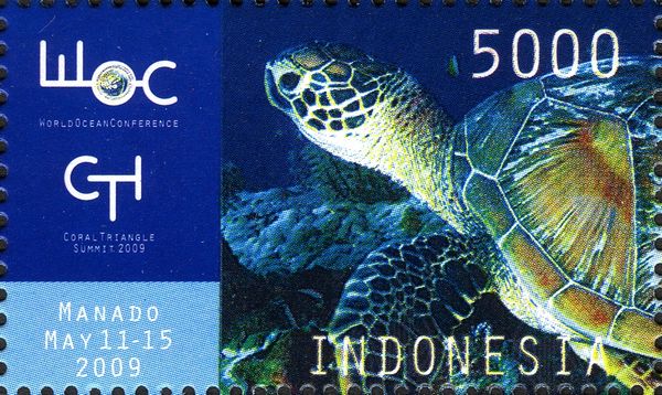 Hawksbill Turtle (Eretmochelys imbricata)