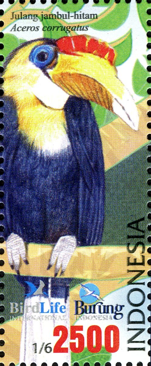 Wrinkled Hornbill (Aceros corrugatus)