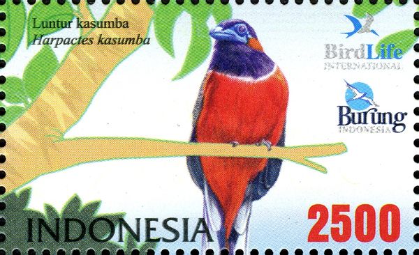 Red-naped Trogon (Harpactes kasumba)