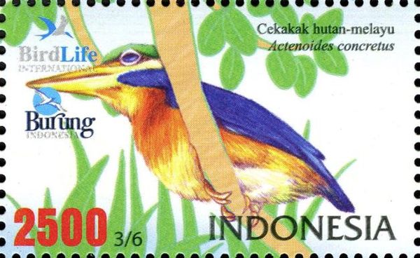 Rufous-collared Kingfisher (Actenoides concretus)