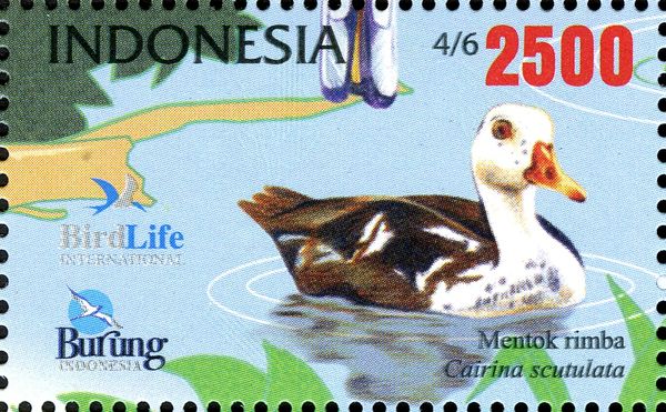 White-winged Wood Duck (Cairina scutulata)
