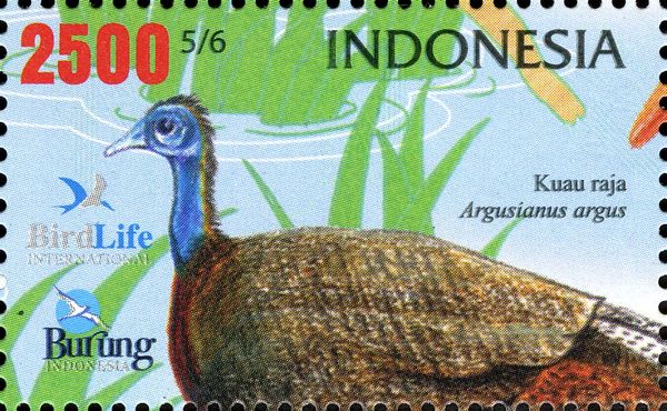Great Argus Pheasant (Argusianus argus)