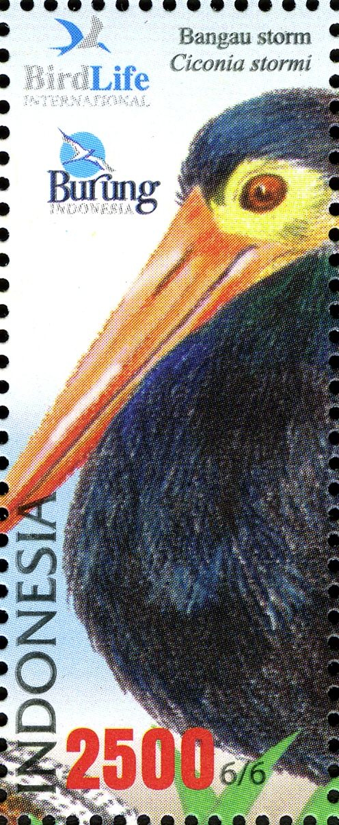 Storm's Stork (Ciconia stormi)