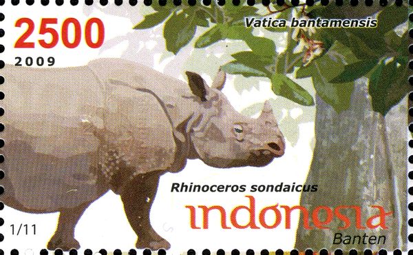 Javan Rhinoceros (Rhinoceros sondaicus), (Vatica bantamensis