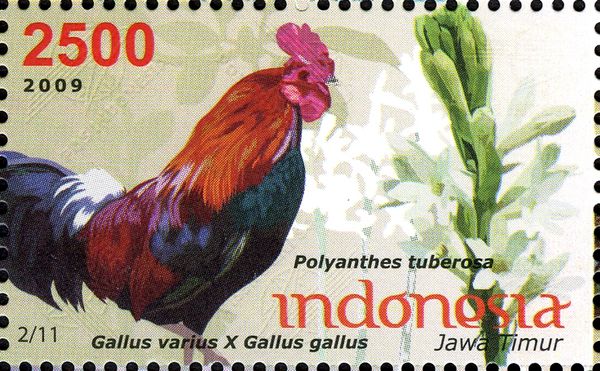 Gallus gallus and Polyanthes tuberosa
