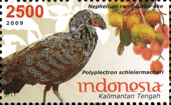 Polyplectron schleiermacheri and Nephelium ramboutan-ake