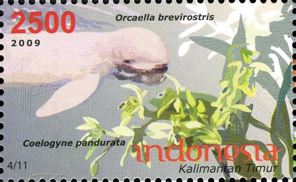 Irrawaddy Dolphin (Orcaella brevirostris), Orchid (Coelgyne