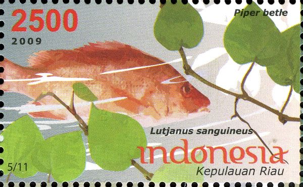 Humphead Snapper (Lutjanus sanguineus), Betel Leaf (Piper be