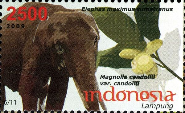 Sumatran Elephant (Elephas maximus sumatranus), (Magnolia ca
