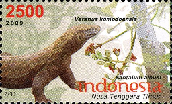 Komodo Dragon (Varanus komodoensis),