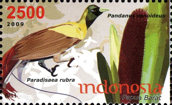 Red Bird-of-paradise (Paradisaea rubra), Pandanus conoideus