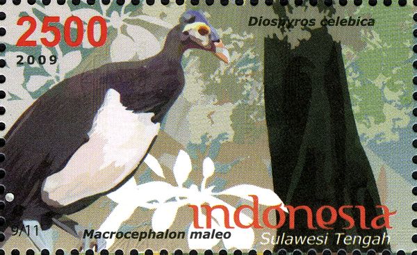 Macrocephalon maleo and Diospyrus celebica