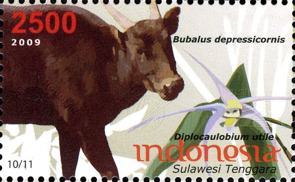 Lowland Anoa (Bubalus depressicornis), Fiber Orchid (Diploca
