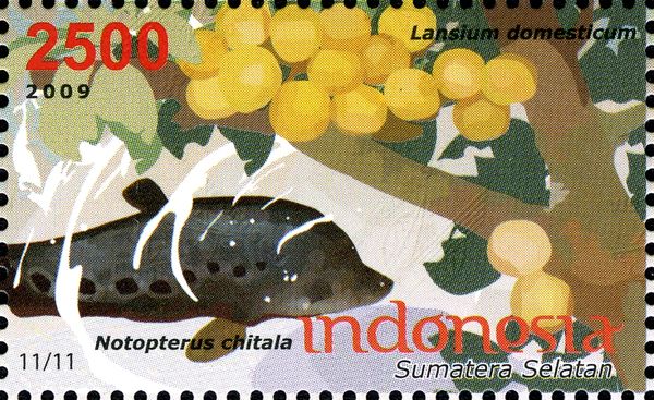 Clown Featherback (Notopterus chitala)