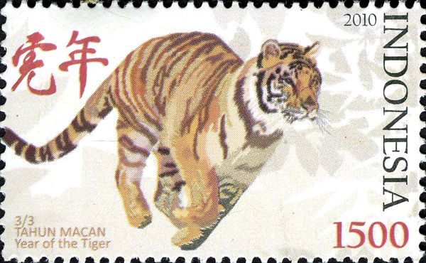Tiger (Panthera tigris)