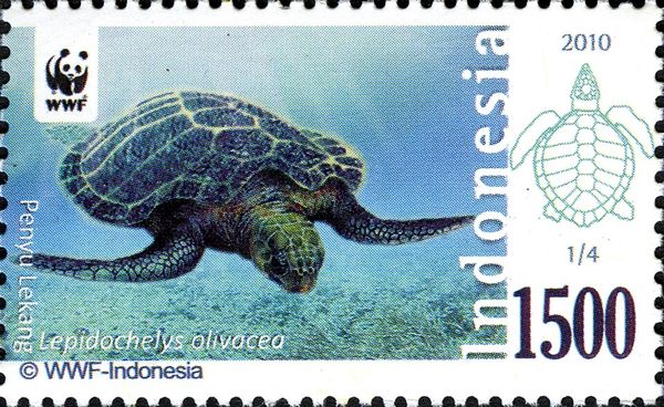 Olive Ridley Turtle (Lepidochelys olivacea)