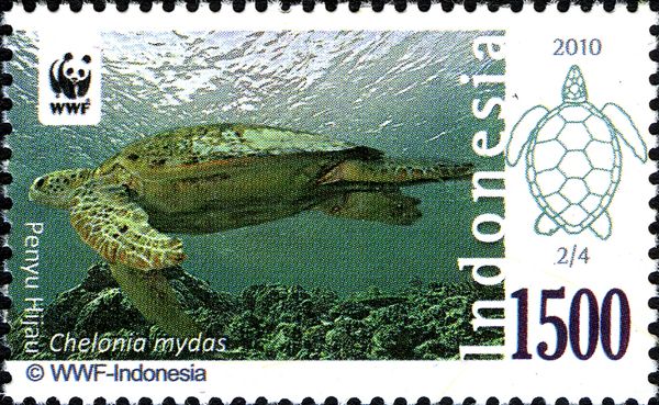 Green Sea Turtle (Chelonia mydas)