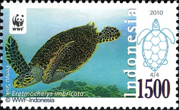 Hawksbill Turtle (Eretmochelys imbricata)