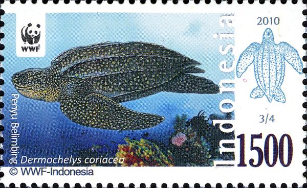 Leatherback Sea Turtle (Dermochelys coriacea)