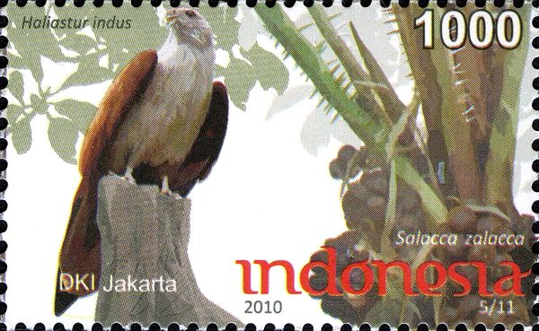 Brahminy Kite (Haliastur indus)