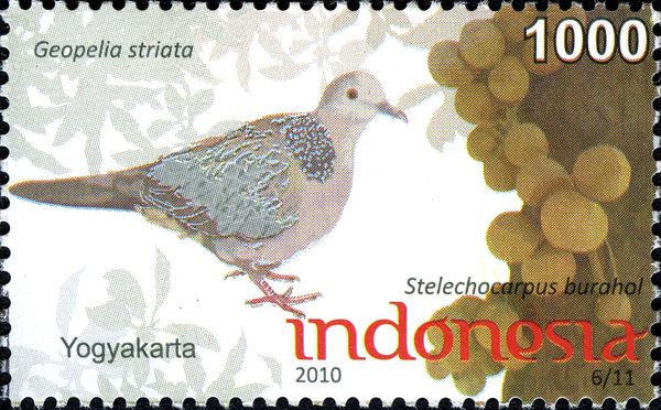 Zebra Dove (Geopelia striata)