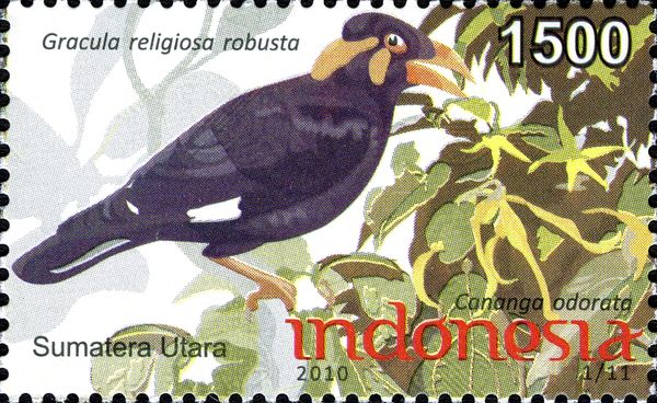 Nias Hill Myna (Gracula religiosa robusta)