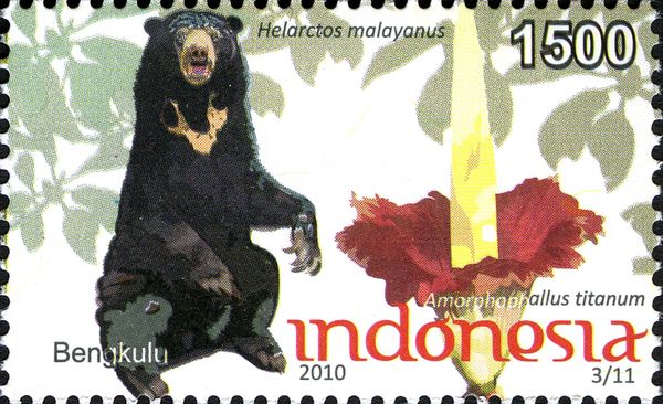 Sun Bear (Helarctos malayanus)