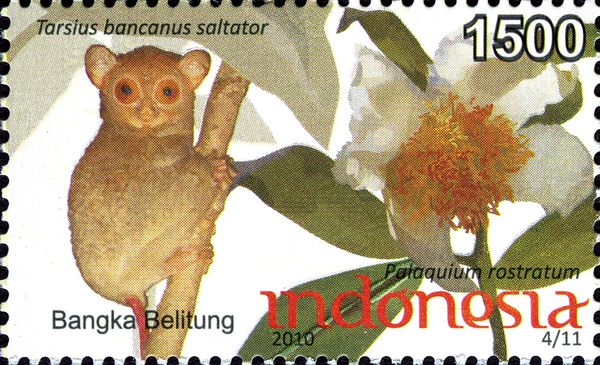 Belitung Island Tarsier (Tarsius bancanus saltator)
